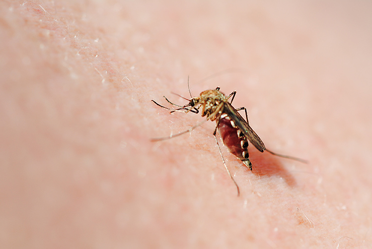 OBAVIJEST o dezinsekciji komaraca metodom toplog zamagljivanja