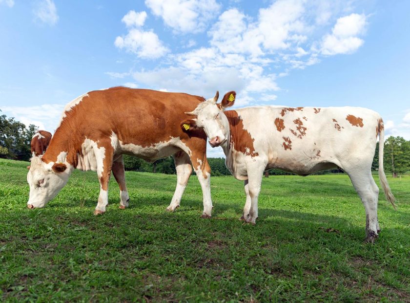 Brown and white cows on the summer green field