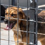 Poziv na udomljavanje pasa s područja općine Peteranec