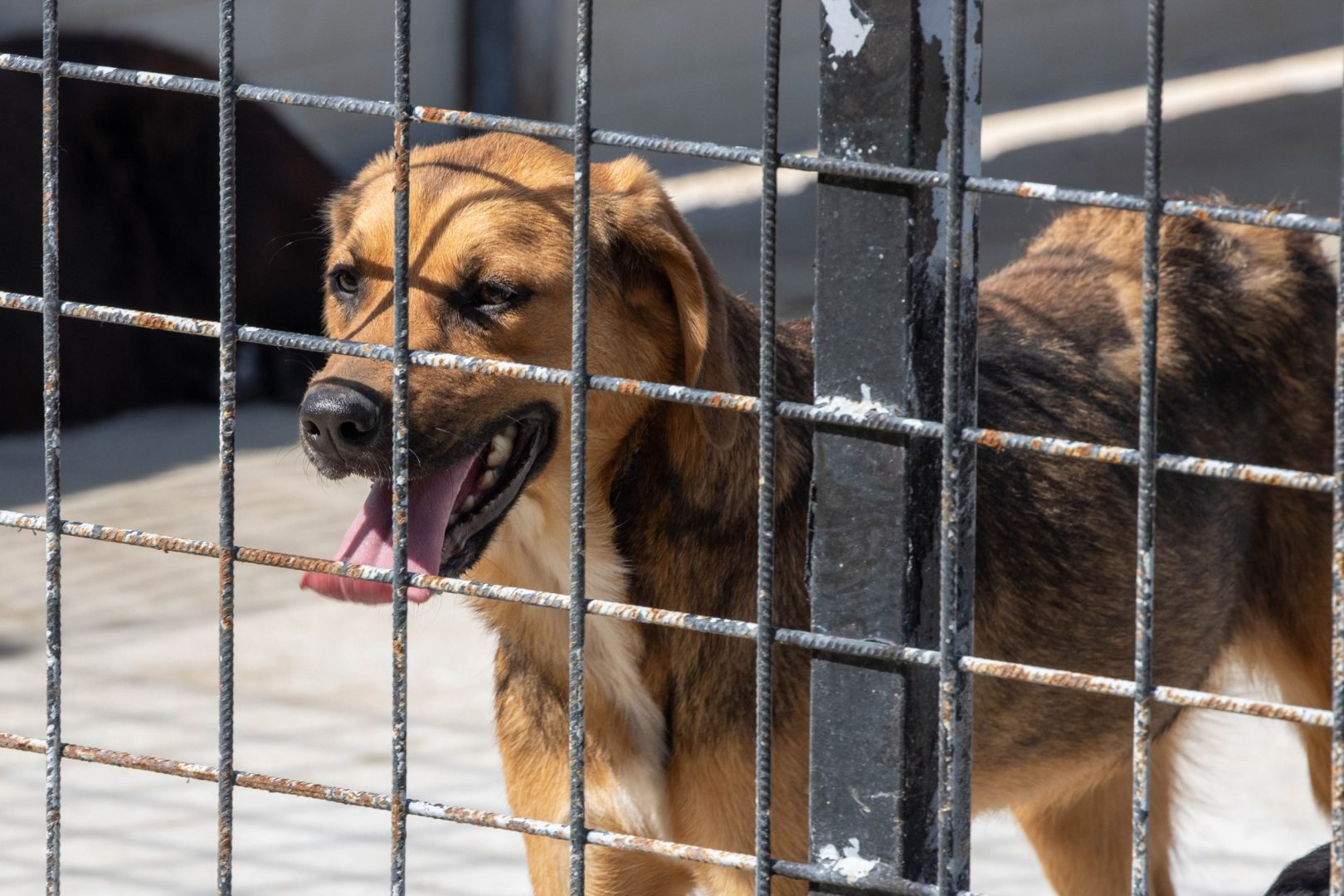 Poziv na udomljavanje pasa s područja općine Peteranec