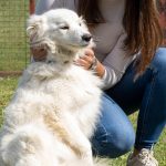 VAŽNA OBAVIJEST ZA VLASNIKE PASA – OPĆINA PETERANEC