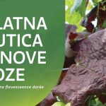 Spriječimo daljnje širenje zlatne žutice i propadanje vinograda