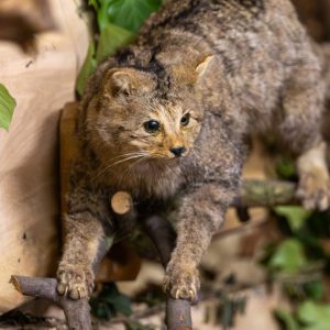 589297298_860876839616332_6307496903589053352_n